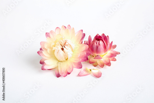 Beautiful blooming helichrysum flowers on white background