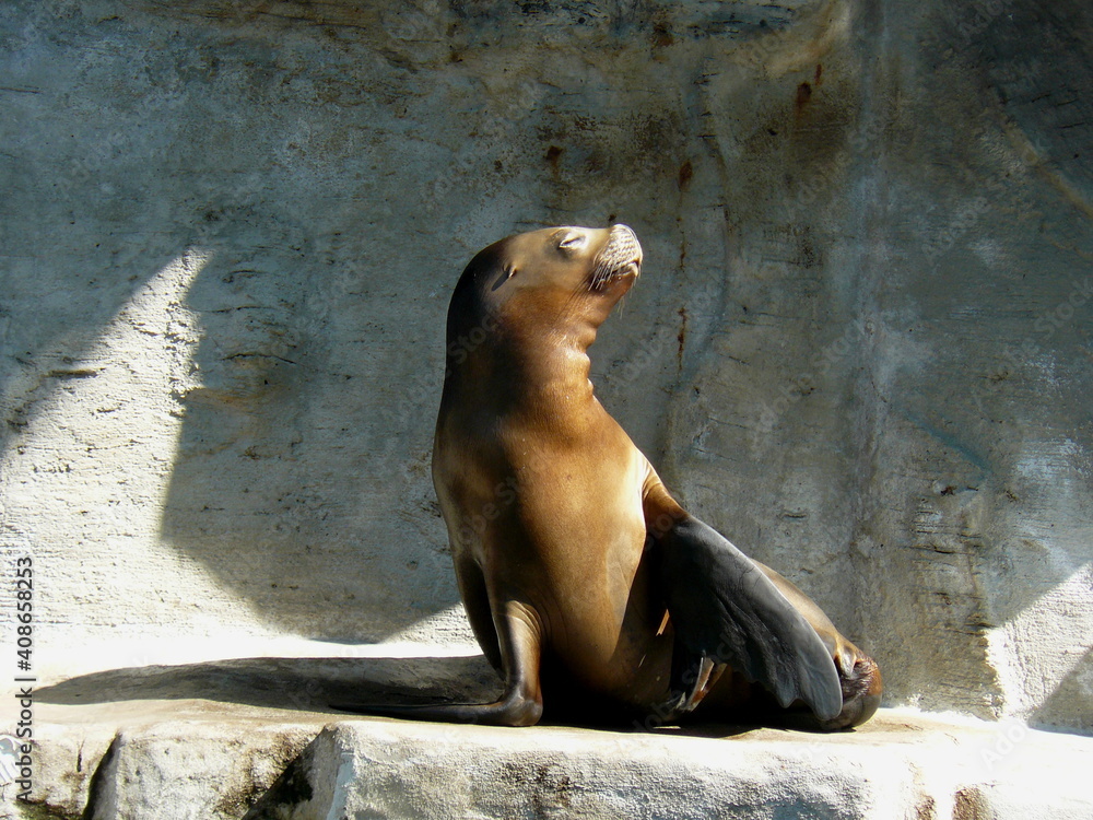 Obraz premium sleeping sea lion