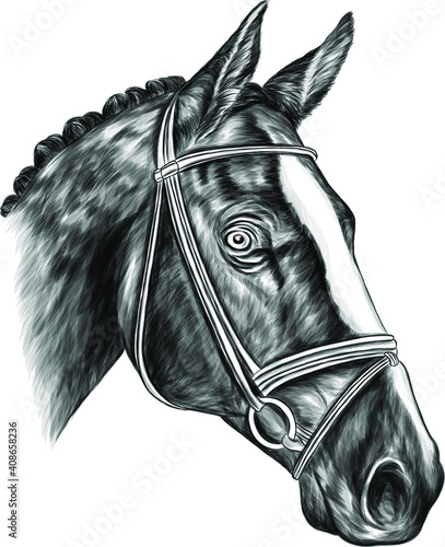 horse black and white head with light mane vector