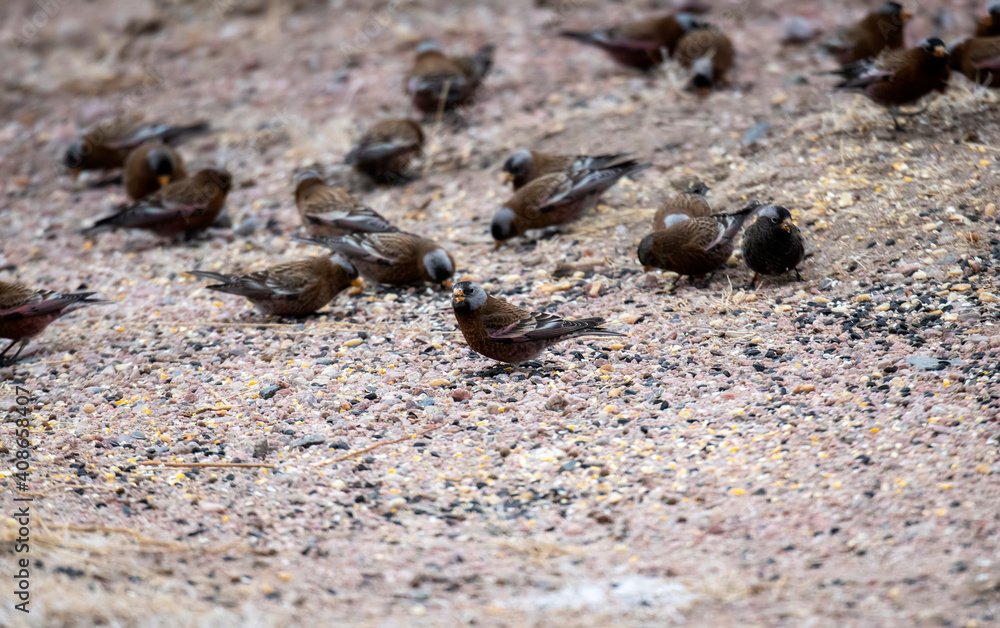 Gray-crowned Rosy-Finch Subspecies Hepburn's (Leucosticte tephrocotis littoralis) in Winter on the Plains of Colorado
