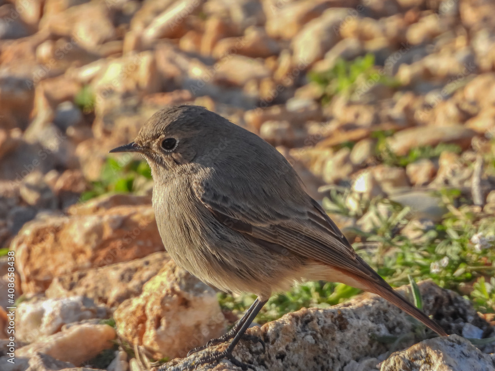 Obraz premium Un oiseau Rouge queue posé