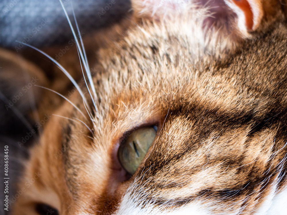 Fototapeta premium Close-up macro view of cat eyes - green beautiful feline eyes