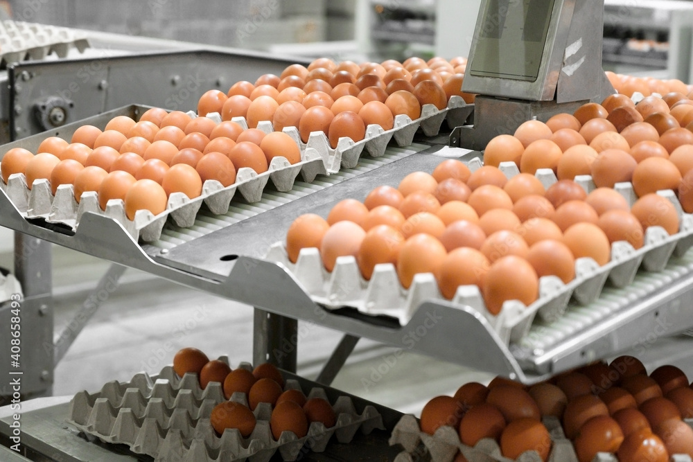 Factory Chicken egg production. Worker sort chicken eggs on conveyor. Agribusiness company. High quality photo