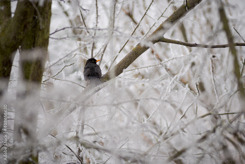 portrait of common eurasian blackbird (turdus merula) resting on a branch and surrounded by twigs covered by frost after winter storm. Palencia, Spain portrait of common eurasian blackbird (turdus merula) resting on a branch and surrounded by twigs covered by frost after winter storm. Palencia, Spain