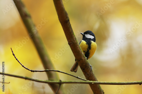 Great tit, Parus major, bird with yellow tummy, white cheeks and black stripes, black eyes and beak, standing on branch in forest