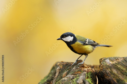 Great tit, Parus major, bird with yellow tummy, white cheeks and black stripes, black eyes and beak, standing on stump in forest