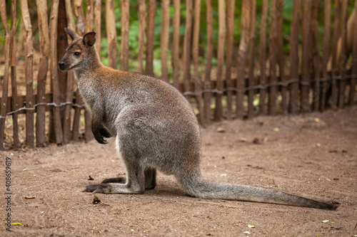 Red necked wallaby or Bennett's wallaby, Macropus rufogriseus