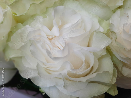 a large, unusually beautiful cream-colored rose close-up © kristinatodoreva