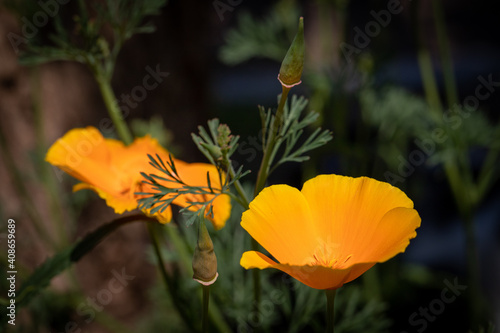 Californian poppy, bright orange