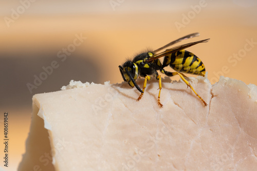 Wasp feasts on ham