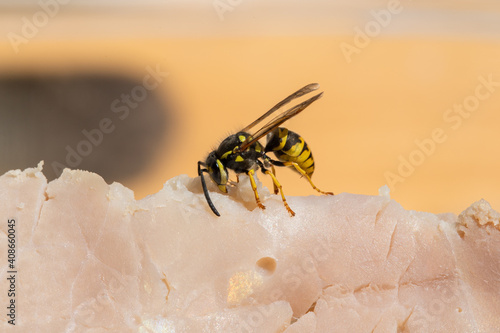 Wasp feasts on ham
