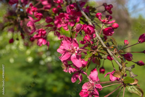 Wallpaper Mural Cherry tree with blossoms in full bloom.Natural decoration. Pink blossoms during springtime. Sweet-smelling spring flowers in a park. Close up nature selective focus. Torontodigital.ca