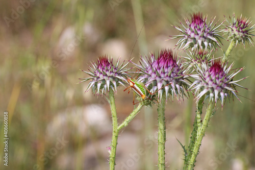 Grasshopper sitting on beautiful purple milk thistle flower plant, Silybum marianum, Natural green background with copy space, soft selective focus.