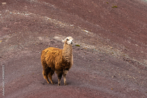 Llama standing on Rainbow Mountain, Pitumarca, Peru