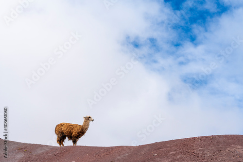 Llama standing on Rainbow Mountain against sky, Pitumarca, Peru photo