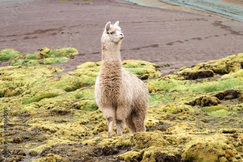 Llama standing on Rainbow Mountain trail, Pitumarca, Peru