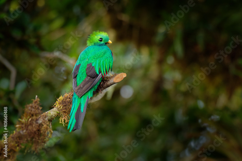 Resplendent Quetzal - Pharomachrus mocinno bird in the trogon family, found from Mexico to Panama, well known for its colorful plumage, long tail and eating wild avocado, green and red