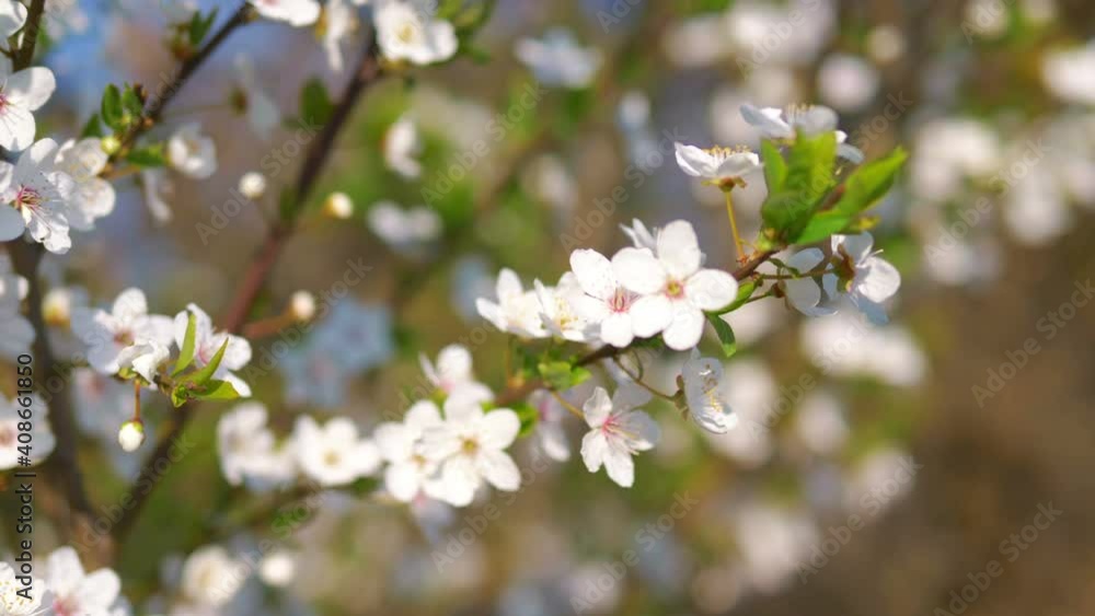 Springtime flowers background in 4k slow motion 60fps Springtime flowers background in 4k slow motion 60fps