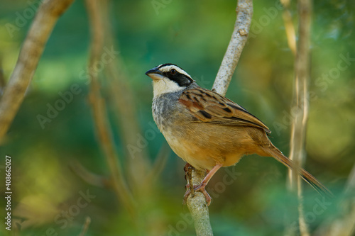 Peucaea ruficauda - Stripe-headed Sparrow breeds from Mexico, including the transverse ranges, Cordillera Neovolcanica to Pacific coastal northern Costa Rica, brown small bird on  photo