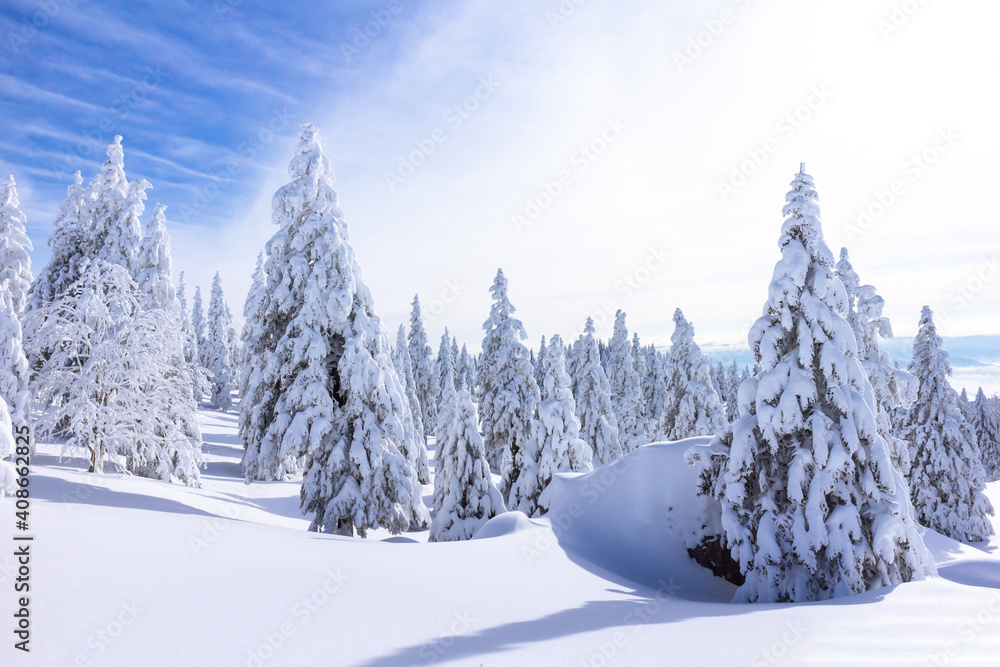 Winter landscape with snow covered spruce forest in mountains. Clear blue skies with sunlight.