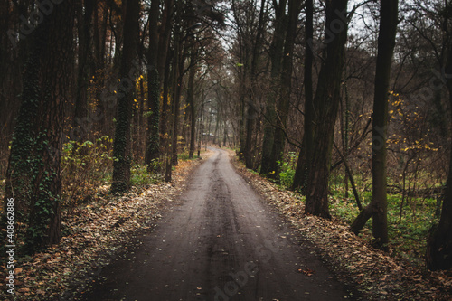road in the woods © Sieku Photo