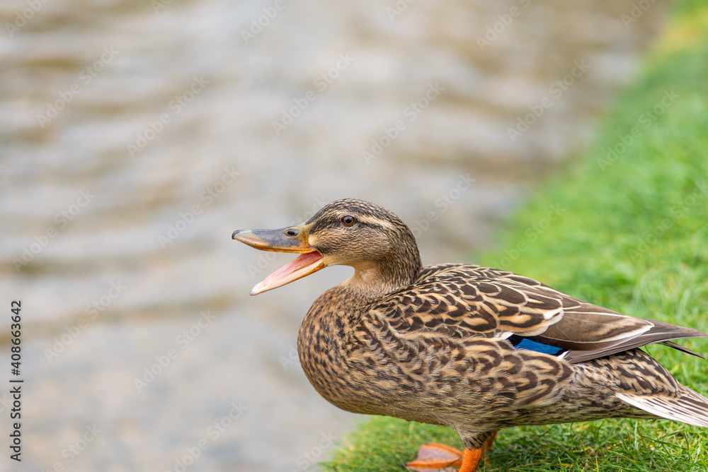 Portrait of a wild duck Portrait of a wild duck