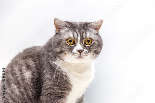 Portrait of a surprised cat Scottish Straight, closeup, isolated on white background.