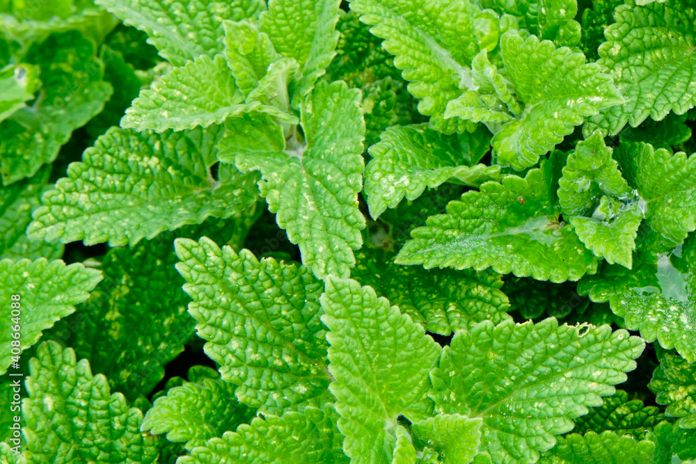 Close up of fresh catmint, a herbal tea with health benefit Close up of fresh catmint, a herbal tea with health benefit