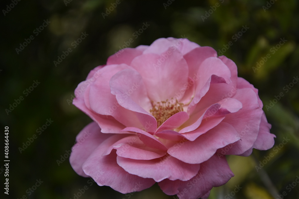 Obraz premium pink rose