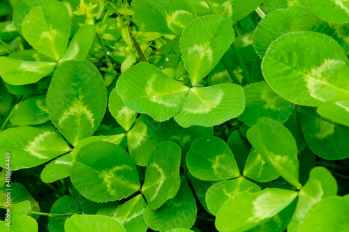 Close up of White clover (trifoliate reopens)