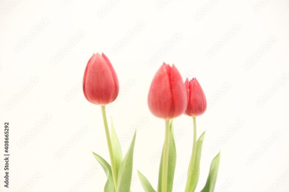 Three red tulips flower, São Paulo, Brazil