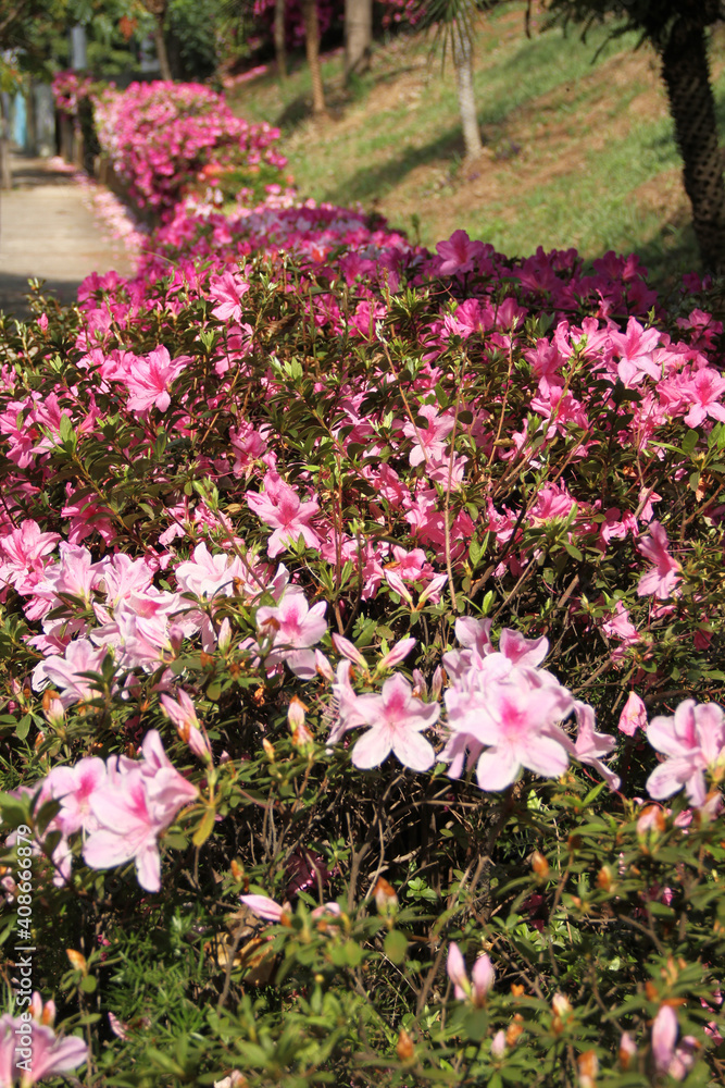Close-up of pink flowering Rhododendron - Azalea shrub in spring, São Paulo, Brazil Close-up of pink flowering Rhododendron - Azalea shrub in spring, São Paulo, Brazil