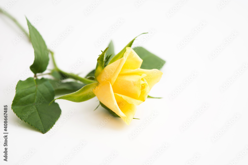 Beautiful yellow rose with green leaves and petals on pastel yellow background Beautiful yellow rose with green leaves and petals on pastel yellow background