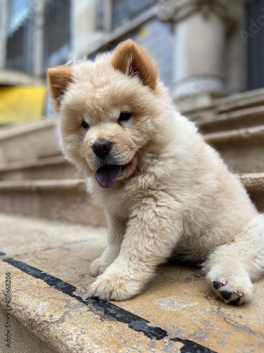 Cachorro de chowchow en la calle