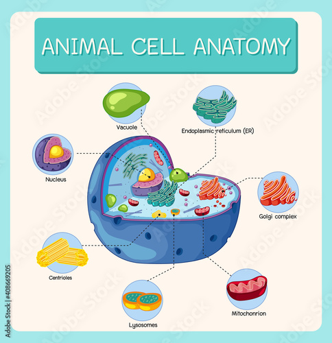 Anatomy of animal cell (Biology Diagram)