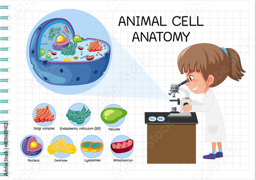 Anatomy of animal cell (Biology Diagram)