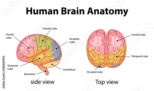 Information poster of human brain diagram