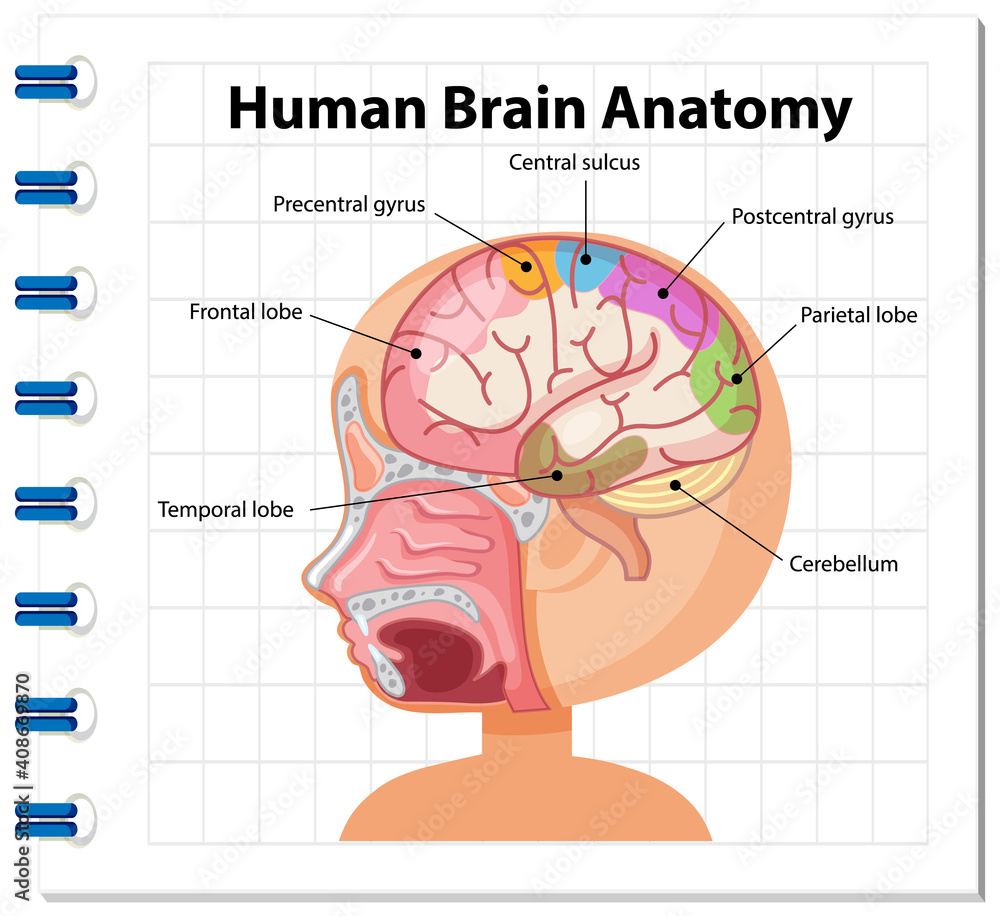 Fototapeta premium Information poster of human brain diagram