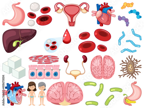 Set of human inner organs isolated on white background