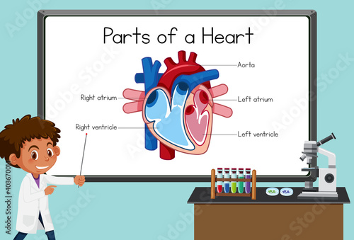 Young scientist explaining parts of a heart in front of a board in laboratory