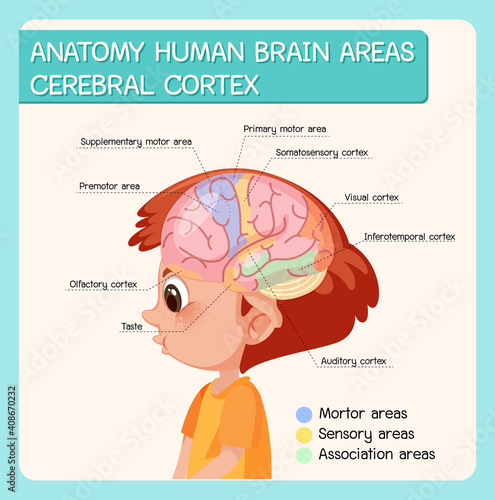 Anatomy human brain areas cerebral cortex with label