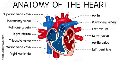 Information poster of human heart diagram
