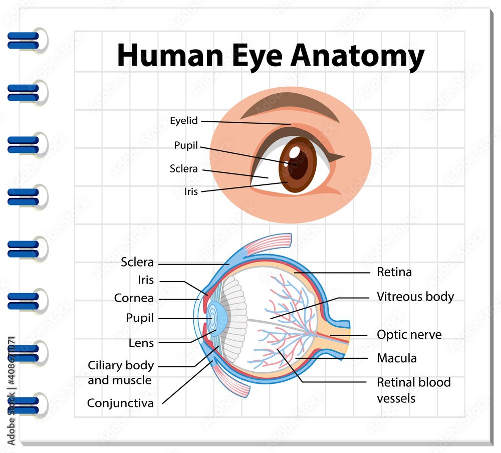 Obraz premium Diagram of human eye anatomy with label