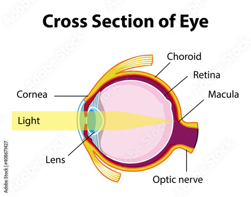 Human eye anatomy with cross section of eye diagram