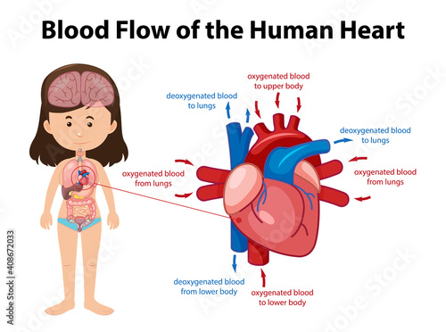 Blood flow of human heart diagram