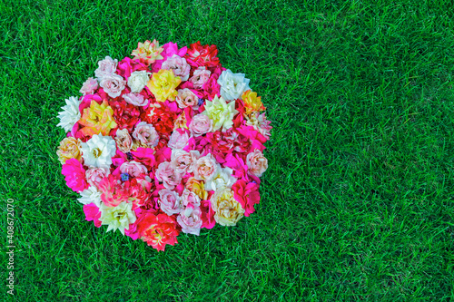 Roses from the garden arraigned in a circle on the lawn photo