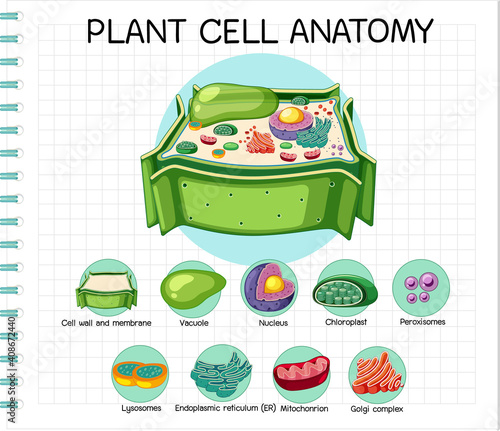 Anatomy of plant cell (Biology Diagram)