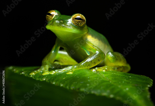 Close up of an Emerald Glass Frog or Nicaragua Giant Glass Frog (Spadarana prosoblepon). Green frog on a green leaf.

Rana de cristal esmeralda sobre una hoja verde.