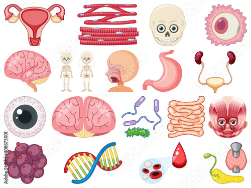 Set of human inner organs isolated on white background