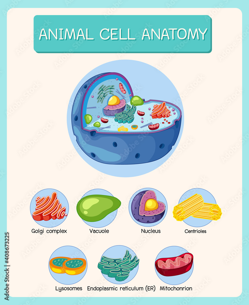 Anatomy of animal cell (Biology Diagram) Stock Vector | Adobe Stock
